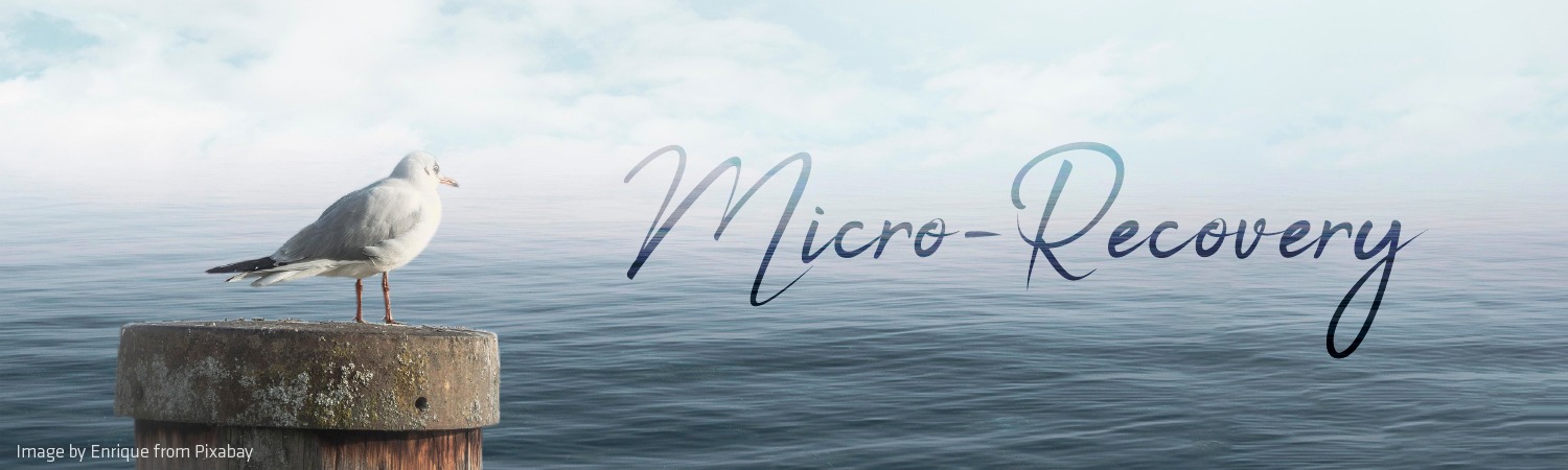 Möwe am Meer – Micro-Recovery